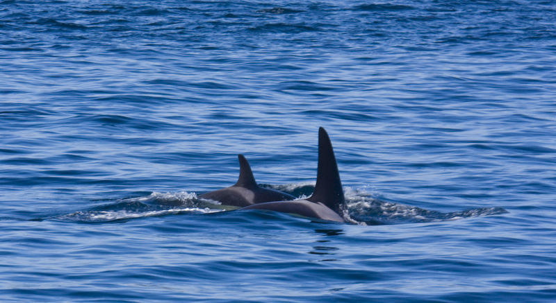 Orcas